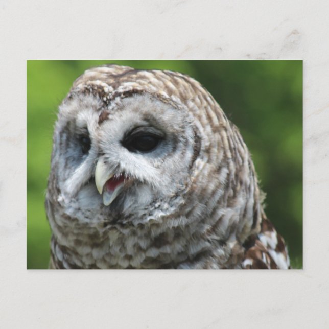 Barred Uggla Vykort (Framsida)