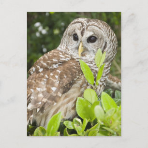 Barred Uggla Vykort