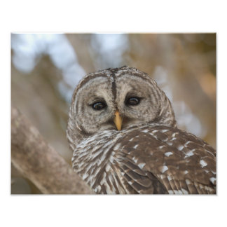 Barred Uggla Wildlife Bild Fototryck