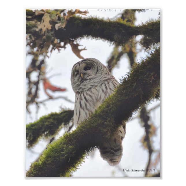 Barred Uggla Winking Fototryck (Framsidan)