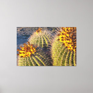 Barrel Cacti Canvastryck