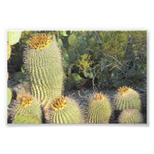 Barrel Cacti Photo Print Fototryck