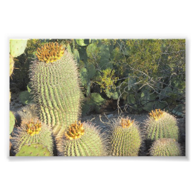 Barrel Cacti Photo Print Fototryck (Framsidan)
