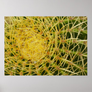 Barrel Cactus Closeup Abstrakt Nature Photography Poster