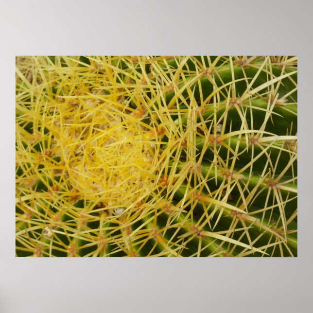 Barrel Cactus Closeup Abstrakt Nature Photography Poster (Framsidan)