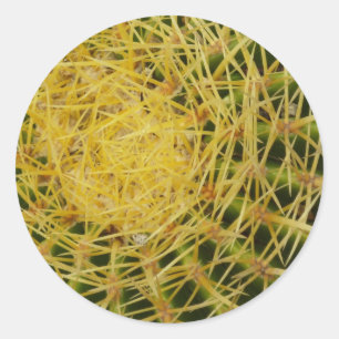 Barrel Cactus Closeup Abstrakt Nature Photography Runt Klistermärke
