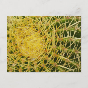 Barrel Cactus Closeup Abstrakt Nature Photography Vykort