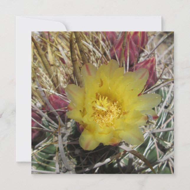 Barrel Cactus Fishkrok Gult (Framsida)