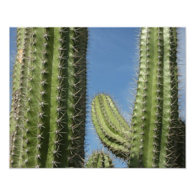 Barrel Cactus I Desert Photo Fototryck (Framsidan)