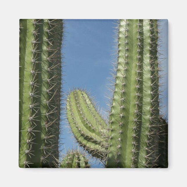 Barrel Cactus I Desert Photo Magnet (Framsidan)