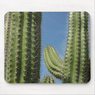 Barrel Cactus I Desert Photo Musmatta