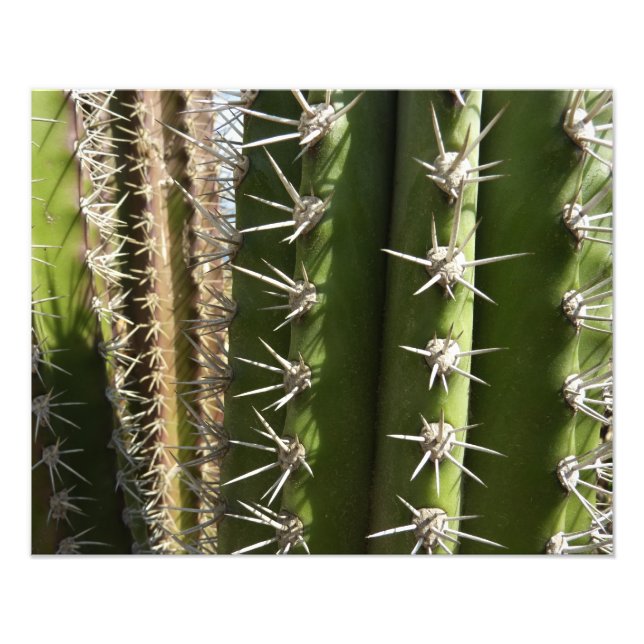 Barrel Cactus II Desert Nature Photo Fototryck (Framsidan)