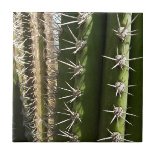 Barrel Cactus II Desert Nature Photo Kakelplatta