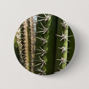 Barrel Cactus II Desert Nature Photo Knapp