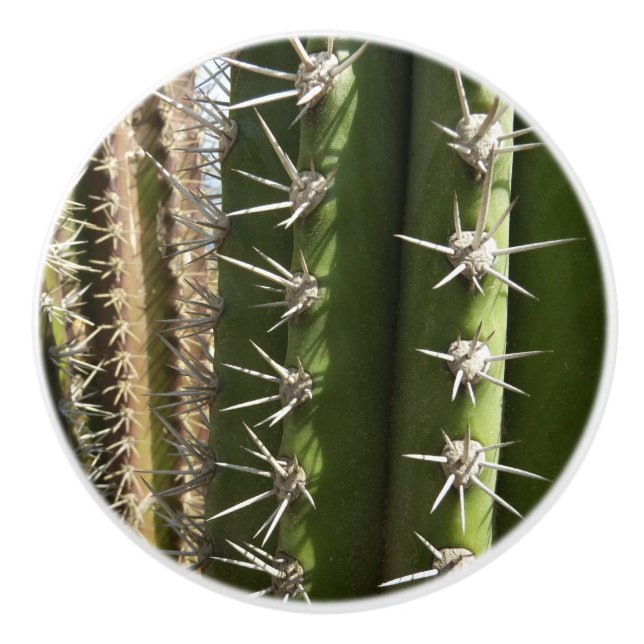 Barrel Cactus II Desert Nature Photo Knopp (Framsidan)