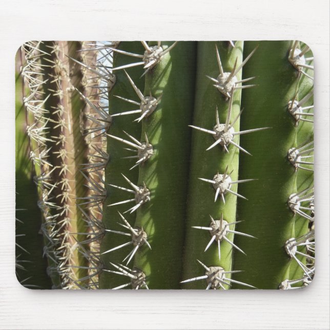 Barrel Cactus II Desert Nature Photo Musmatta (Framsidan)