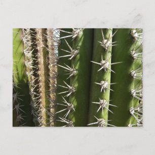 Barrel Cactus II Desert Nature Photo Vykort