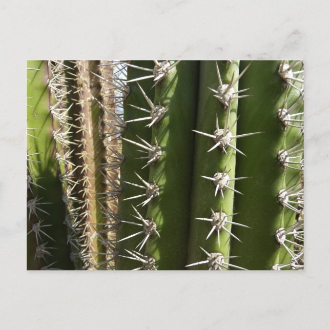 Barrel Cactus II Desert Nature Photo Vykort (Framsida)