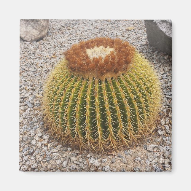 Barrel Cactus Magnet (Framsidan)