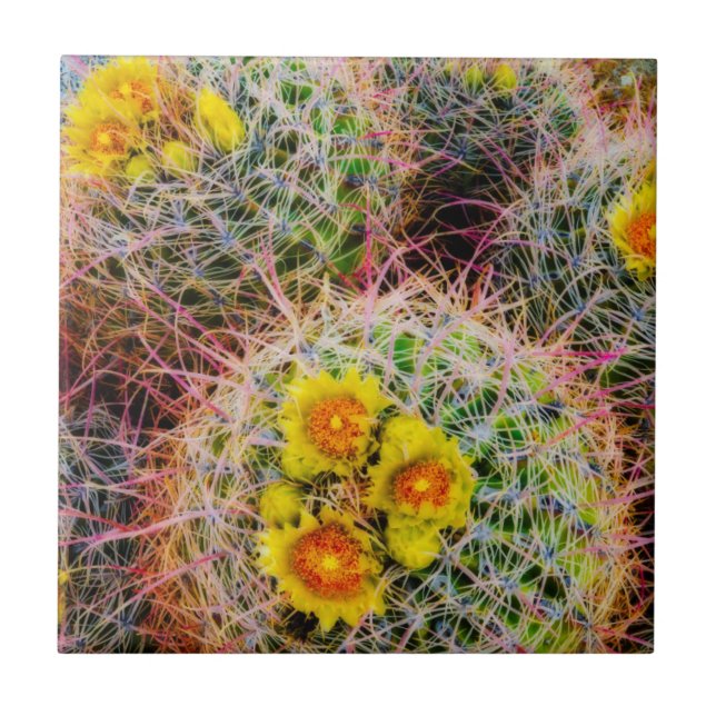 Barrel cactus nära, Kalifornien Kakelplatta (Framsidan)