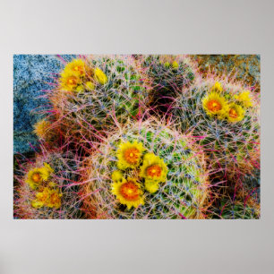 Barrel cactus nära Kalifornien Poster