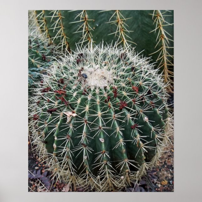 Barrel Cactus Photo Mexico Southwest Cacti Poster (Framsidan)