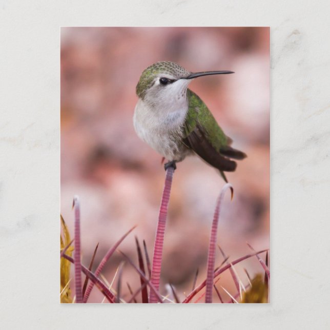 Barrel Cactus Roosting Vykort (Framsida)