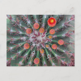 Barrel Cactus vycard (Arizona) Vykort