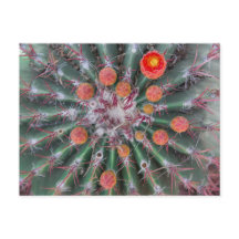 Barrel Cactus vycard (Arizona)