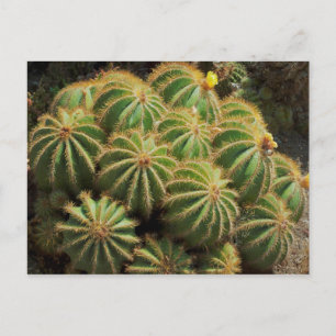 Barrel Cactus Vykort