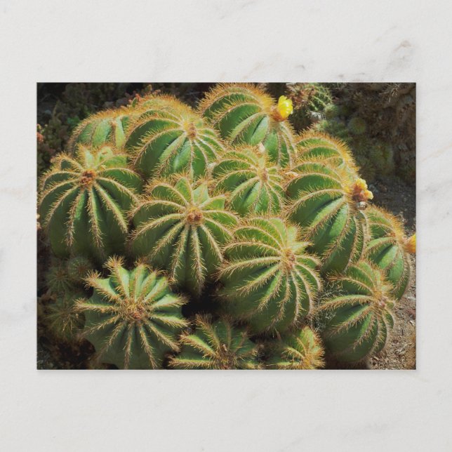Barrel Cactus Vykort (Framsida)