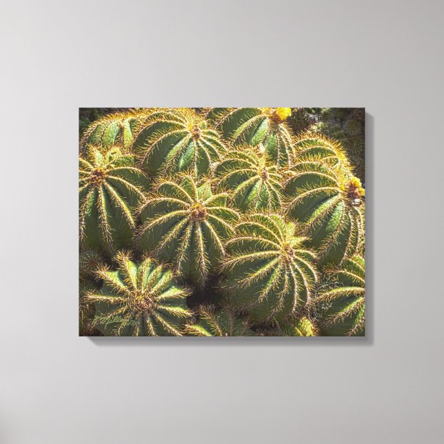 Barrel Cactus - Wrapped canvas print (Framsida)