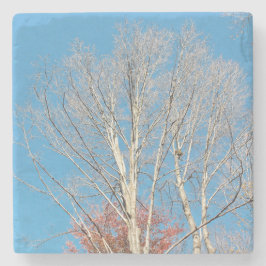 Barren Träd Stenunderlägg