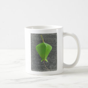 Barringtonia Acutangula Kaffemugg