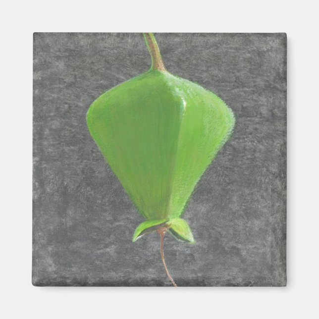 Barringtonia Acutangula Magnet (Framsidan)