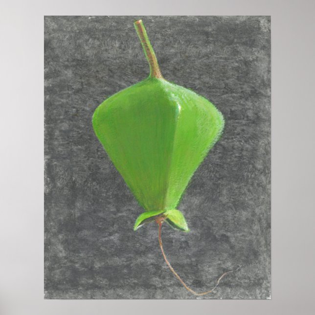 Barringtonia Acutangula Poster (Framsidan)