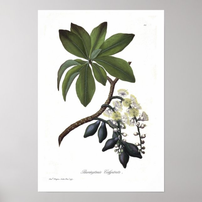 Barringtonia calyptrata poster (Framsidan)