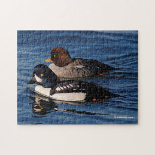 Barrows Goldeneye Ankor på Stanley Park Seawall Pussel