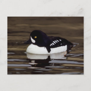 Barrows Goldeneye Wildlife Series nr 16 vykort