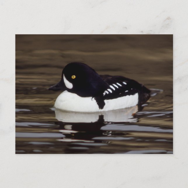 Barrows Goldeneye Wildlife Series nr 16 vykort (Framsida)
