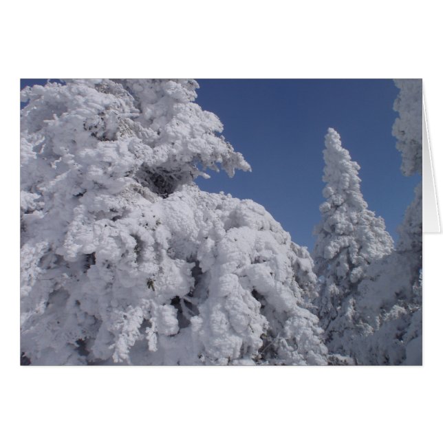 Barrträd täckta med snö hälsningskort (Framsidan Horizontal)