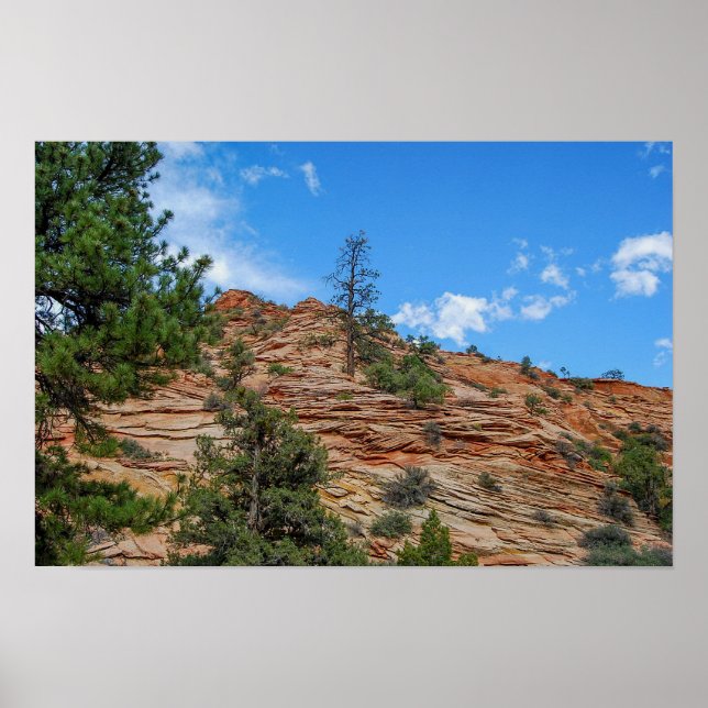 Barrträd växer i Zion National Park, Utah Poster (Framsidan)