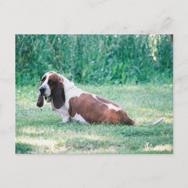 Bart Basset Hound Postcard 3 Vykort (Framsida)