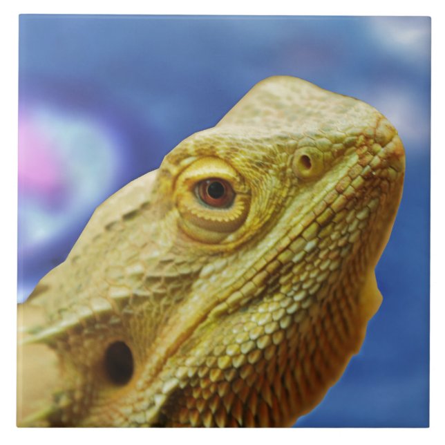 Bartagamen Kakelplatta (Framsidan)