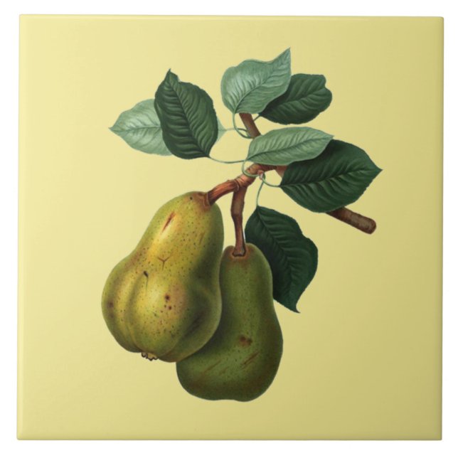 Bartlett Pears Botanical ~ Valfri Färg-bakgrund ~ Kakelplatta (Framsidan)
