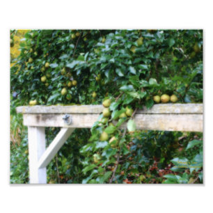 Bartlett Pears on Träd Orton Art. 8x10 Fototryck