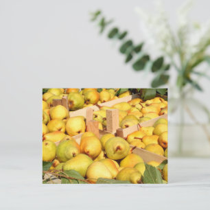 Bartlett Pears Postcard Vykort