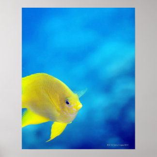 Bartletts anthias poster