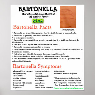 Bartonella Information Fact Lakan Poster