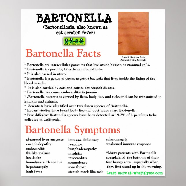 Bartonella Information Fact Lakan Poster (Framsidan)